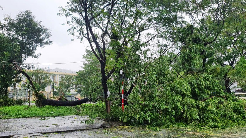 Một cây lớn ở Đà Nẵng bị gió bão quật ngã, trốc cả gốc. (Ảnh: C. Huy)