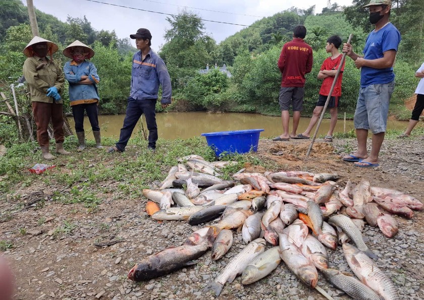 Hơn 1,3 tấn cá của 4 hộ dân tại thôn Bãi Sậy, xã Đỉnh Sơn chết do bị đầu độc bằng thuốc.