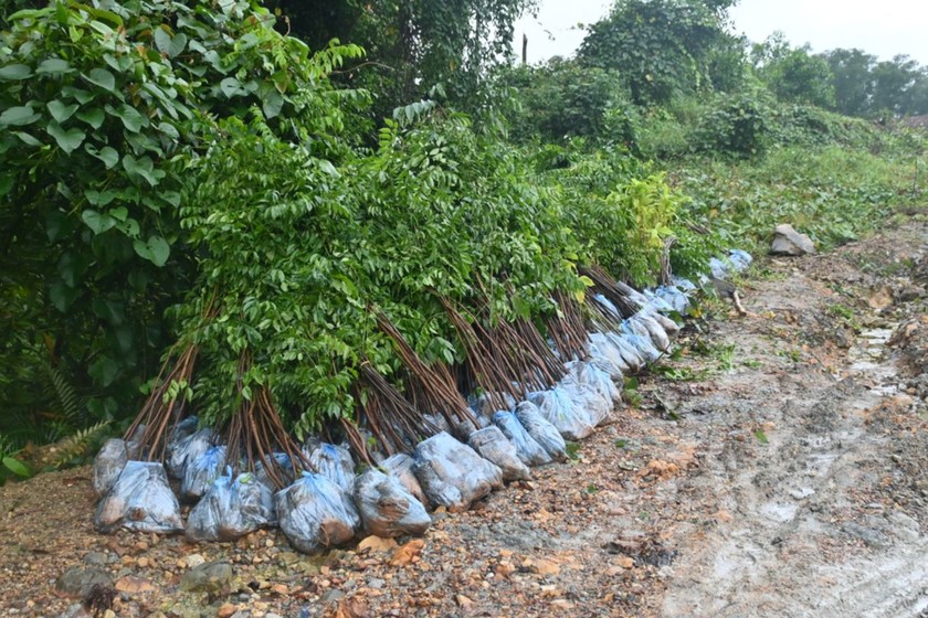 Trung tâm Bảo tồn Thiên nhiên Gaia đã trồng thành công gần 300.000 cây tại 7 khu rừng đầu nguồn trên cả nước trong năm 2024. (Ảnh: báo PLVN)